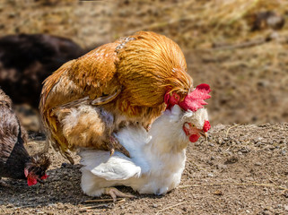  animal rooster treads a white chicken on a farm