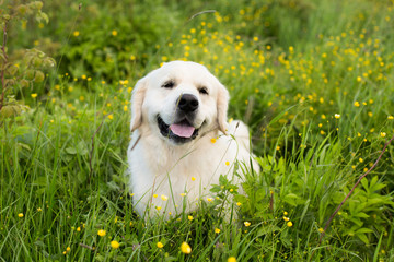 Profile portrait of lovely golden retriever dog lying in the buttercup field in summer