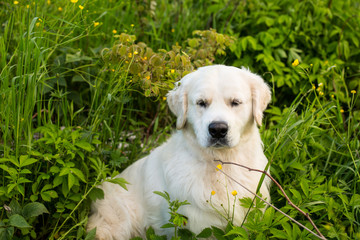 Portrait of lovely golden retriever dog sitting in the green grass and buttercup flowers