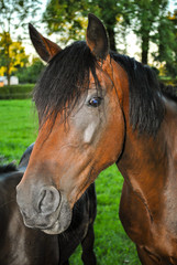 Fototapeta premium Braunes Pferd 