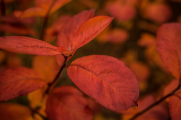 Red leaf