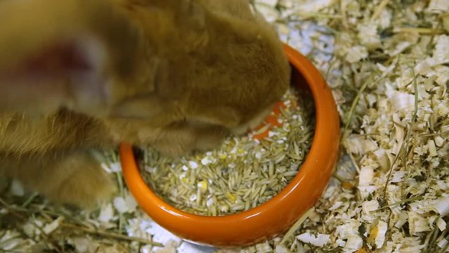 Closeup view of cute brown rabbit eating food. 