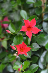 Chilean jasmine Sundaville Red