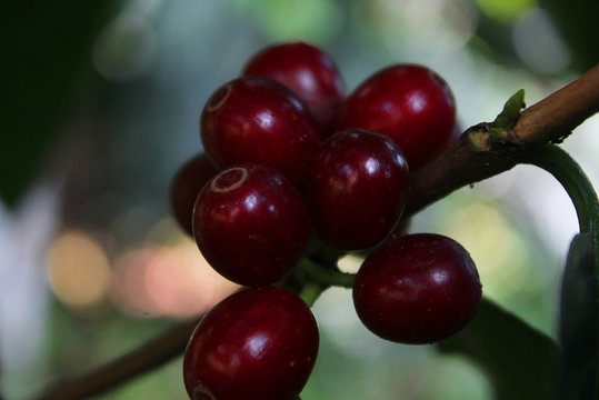 Caf&eacute; maduro