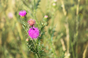 Thistle (Latin Carduus) or Silybum marianum (Latin Silybum marianum). Herbaceous plant, used in medicine. Symbol of Scotland. The plant is rich in minerals and vitamin K. Selective focus, copy space