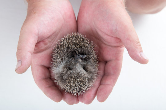 Elderly male veterinarian examines newly born hedgehog. Hands with mammal. close-up. Concept of healthy lifestyle in nature, the love of peace, respect for nature, motherhood in the countryside