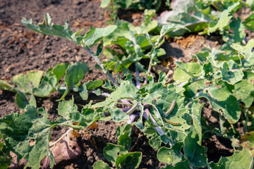 Yellow caterpillars with black dots eating the leaves of  rutabaga plants
