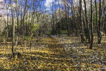 Frost on the road in the autumn forest