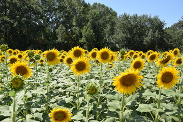 Obraz premium Tournesols