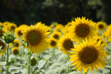 Tournesols