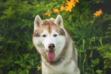 Obraz premium Portrait of cute beige dog breed siberian husky with tonque hanging out sitting in green grass and orange wild lilies