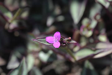 Wandering jew