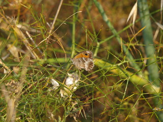 mariposa alas cerradas en hinojo