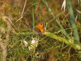 mariposa alas abiertas sobre hinojo