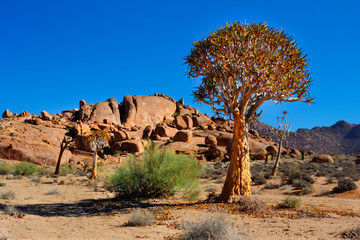 Kokerboom trees in Richtersveld