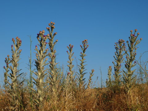 Campo manchego, cardos