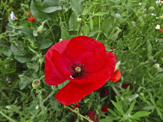 Summer flowers: blooming red poppy on a green leaf background