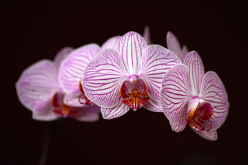 Pink-white striped orchid (orchidaceae) flower on the black background