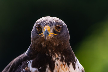Harris Hawk