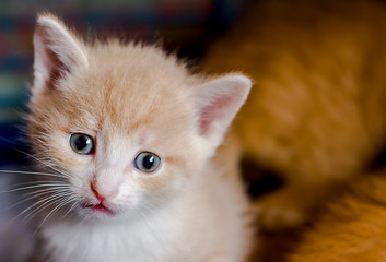 Kitten with sad eyes