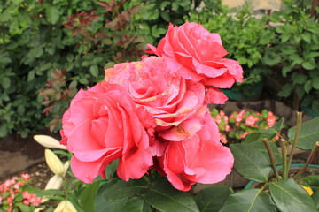  Роза в саду