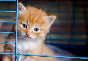 Kitten with sad eyes