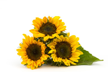 sunflowers on white background (Helianthus)