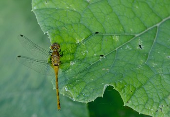 dragonfly