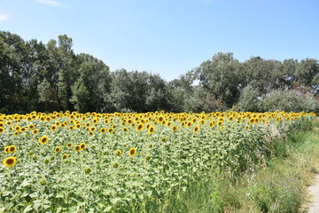 Obraz premium Tournesols