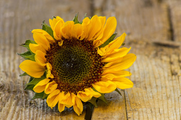 sunflower on wooden background (Helianthus)