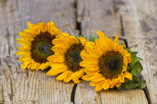 sunflowers on wooden background (Helianthus)