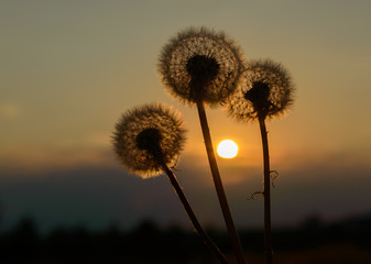 Fototapeta na wymiar Dandelions at sunset of the day