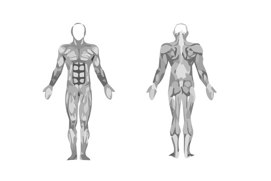muscles. structure diagram