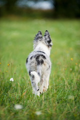 Border Collie Welpe von hinten