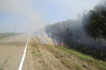 Fire in the forest. Fire and smoke in the forest litter. The grass is burning in the forest. Forest fires.