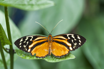 Butterfly, lepidoptera, Passion butterfly, Heliconius / Butterfly, lepidoptera, Passion butterfly, Heliconius, sitting on a leaf.