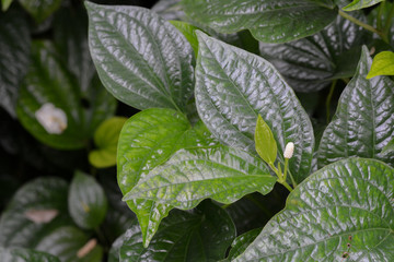 Piper sarmentosum, Piperaceae