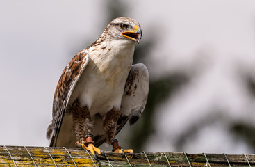 Saker Falcon