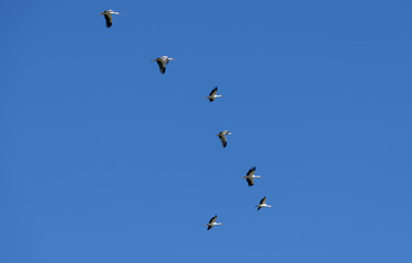 Flock of White Stork, Ciconia ciconia, in flight. Photo taken in Colmenar Viejo, Madrid, Spain