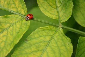 Coccinelle