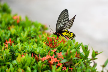 Beautiful big black yellow wing butterfly on spike flower bush