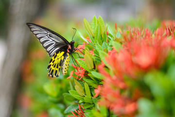 Beautiful big black yellow wing butterfly on spike flower bush