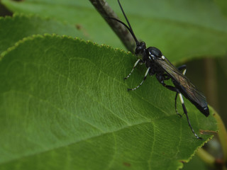 Black wasp. Wasp is a parasite.