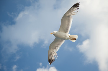 Obraz premium Seagulls flying over the sea on a bright summer day