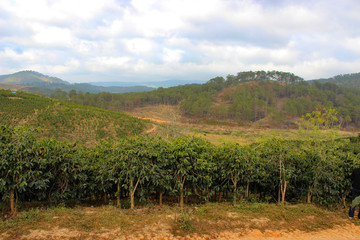 Fototapeta na wymiar coffee plantations in Vietnam