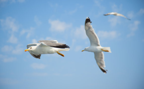 Seagulls flying over the sea on a bright summer day