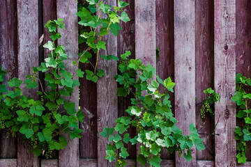 Wooden fence with branches of gooseberry