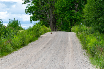 simple country road in summer with sad little fox in the middle