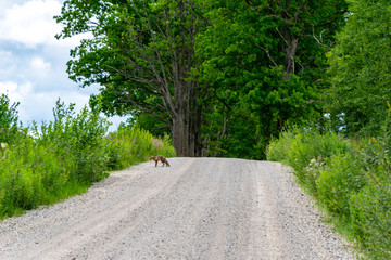 Obraz premium simple country road in summer with sad little fox in the middle