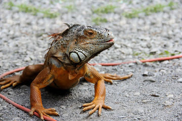 iguana crawling on the ground